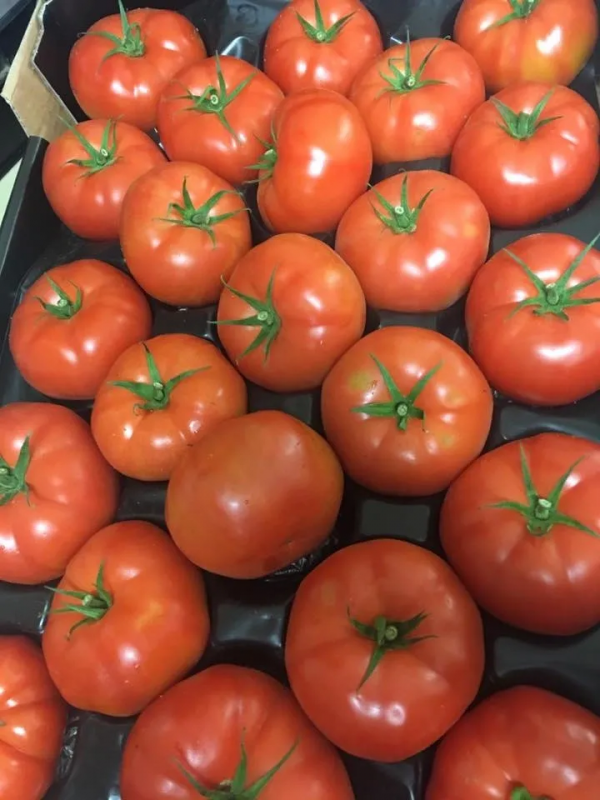 tomatoes - Fresh produce in Cornwall