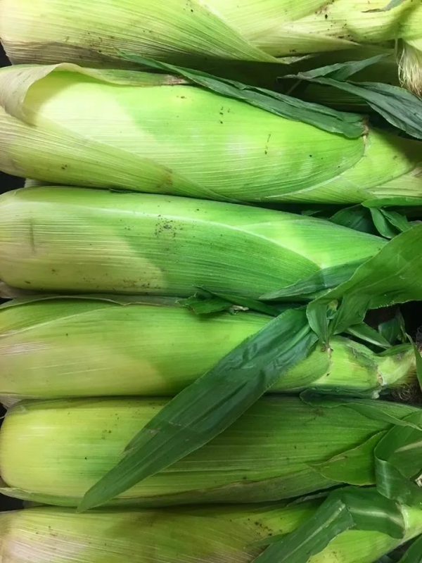 Fresh corn on the cob – sweet corn produce in Cornwall